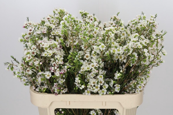 <h4>Chamelaucium Janelle</h4>
