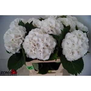 Hydr M Ch White Pop 60cm