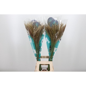 Misc Sin White Cloud