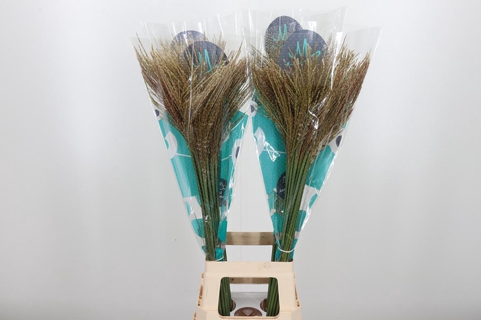 <h4>Misc Sin White Cloud</h4>