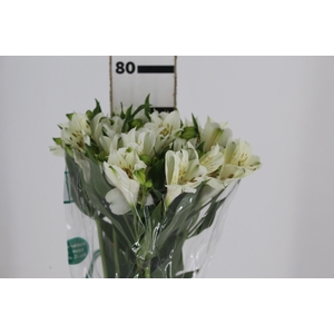 ALSTROEMERIA AKEMI 080 CM