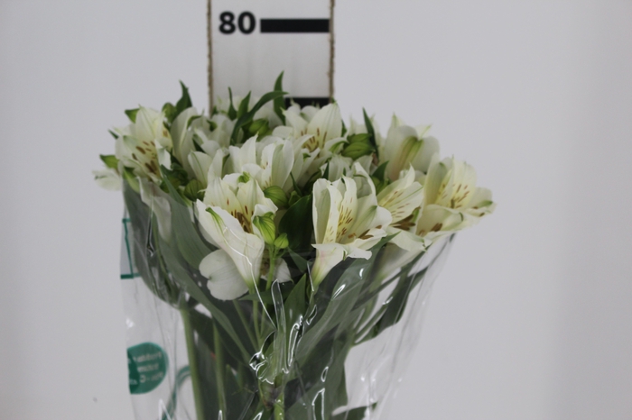 <h4>ALSTROEMERIA AKEMI 080 CM</h4>