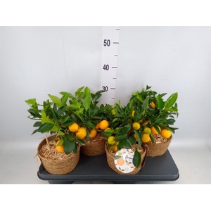 Arr.   Tuinplanten H%