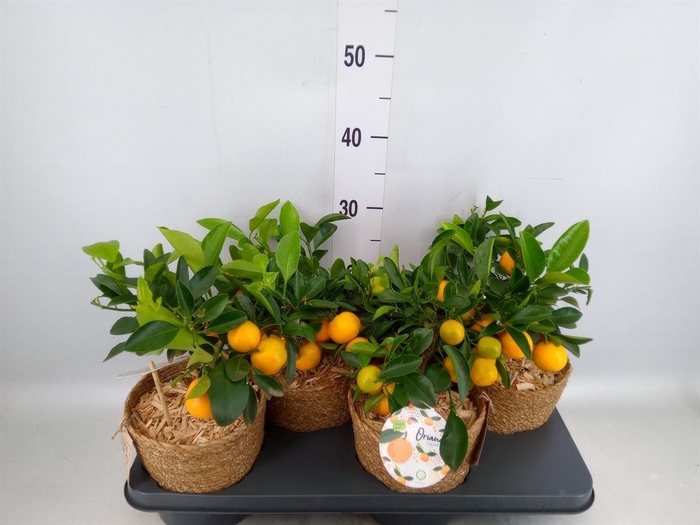 <h4>Arr.   Tuinplanten H%</h4>