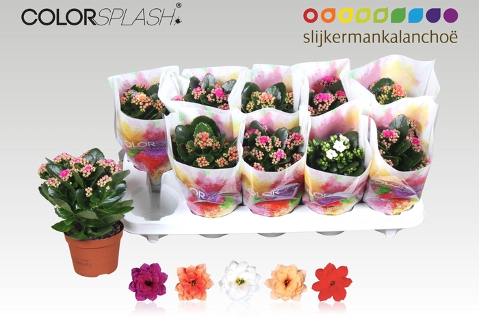 <h4>KAL GE GEM 5 KL</h4>