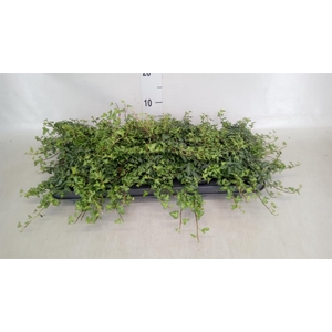 Hedera helix 'Spetchley'