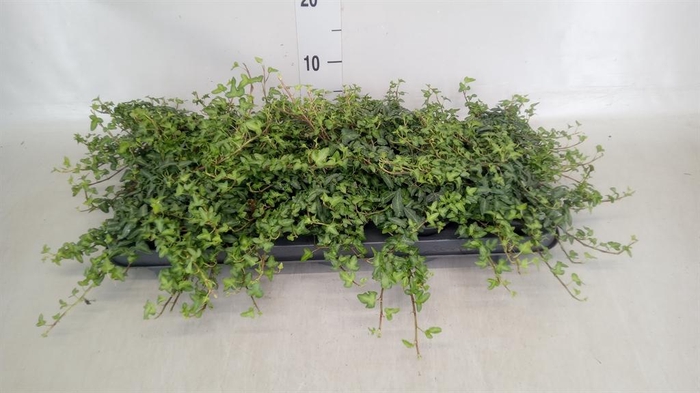 <h4>Hedera helix 'Spetchley'</h4>