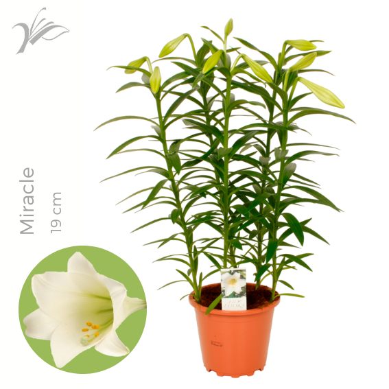 <h4>Lilium longiflorum 'Miracle' 19 cm</h4>