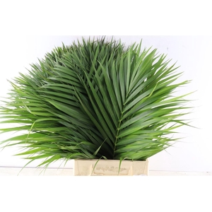 Cane Palm 60cm