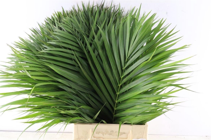 <h4>Cane Palm 60cm</h4>
