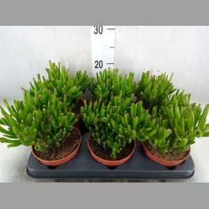 Crassula ovata 'Hobbit'