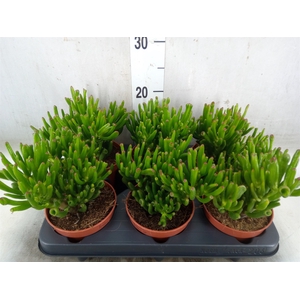 Crassula ovata 'Hobbit'