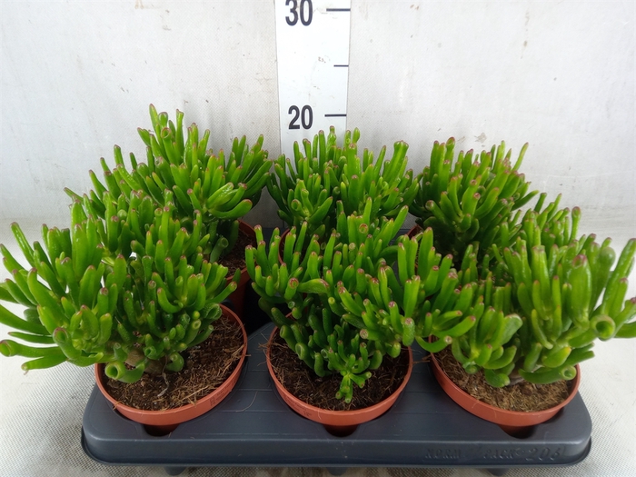 <h4>Crassula ovata 'Hobbit'</h4>