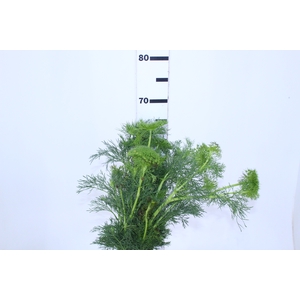 AMMI MAJUS GREEN MIST 070 CM