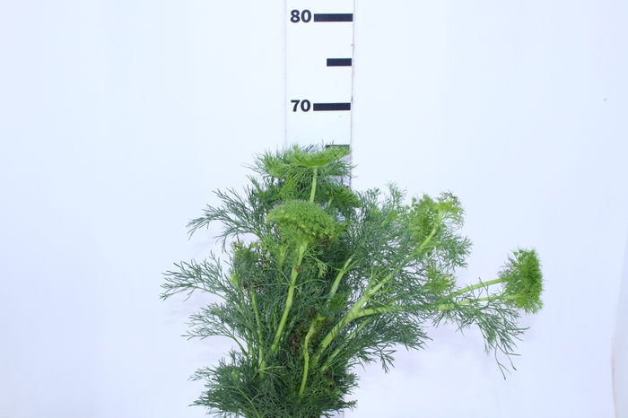 AMMI MAJUS GREEN MIST 070 CM