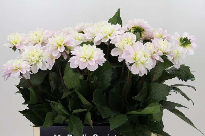 Dahlia Cayen