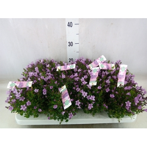 Campanula  'Ambella Pink'