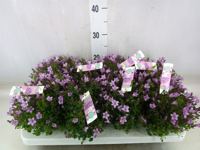 <h4>Campanula  'Ambella Pink'</h4>