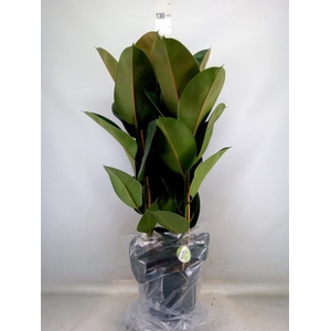 Ficus elastica 'Robusta'