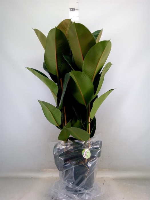 <h4>Ficus elastica 'Robusta'</h4>