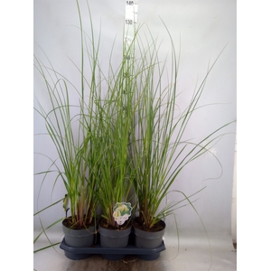 Cortaderia sell. 'Pumila'