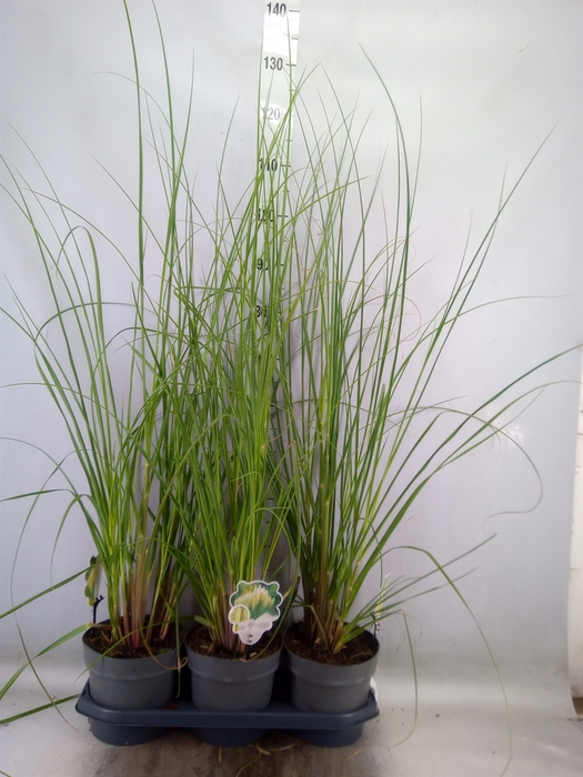 <h4>Cortaderia sell. 'Pumila'</h4>