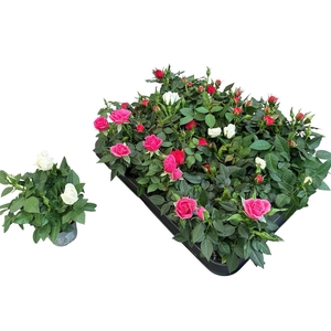 Rosa Kordana gemengd 4 soorten