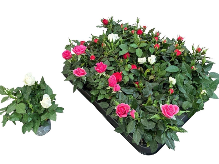 <h4>Rosa Kordana gemengd 4 soorten</h4>