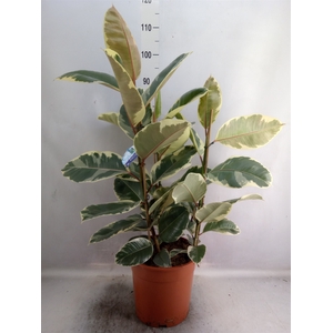 Ficus elastica 'Tineke'