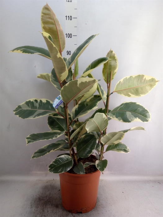 <h4>Ficus elastica 'Tineke'</h4>