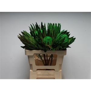 Protea Klbh Green