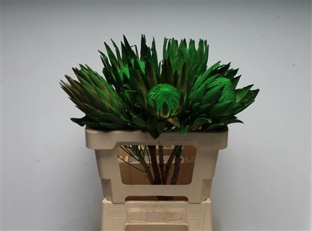 <h4>Protea Klbh Green</h4>