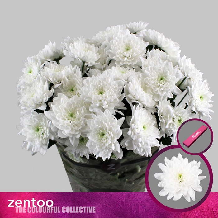 <h4>CHR T PINA COLADA</h4>