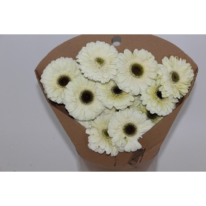 GERBERA KILIMANJARO >10 CM DIAM <05