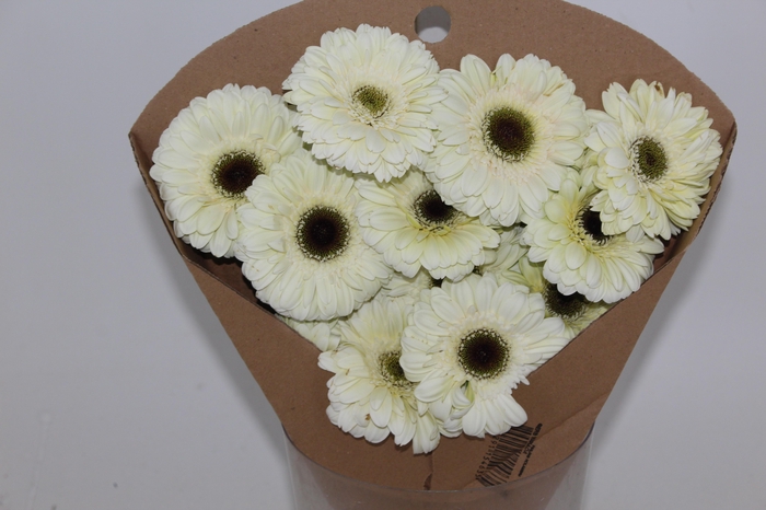 <h4>GERBERA KILIMANJARO >10 CM DIAM <05</h4>