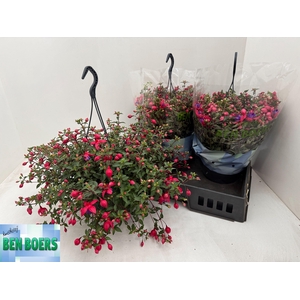 FUCHSIA B F MARIA