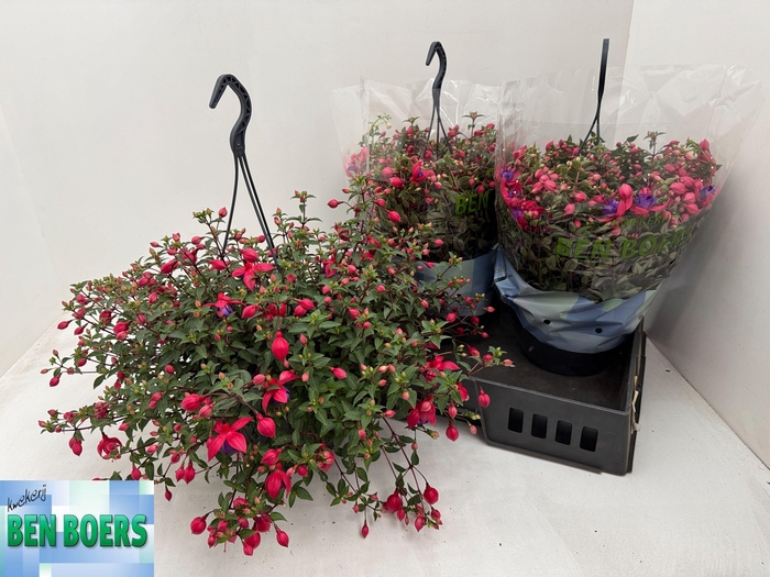 <h4>FUCHSIA B F MARIA</h4>