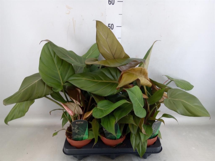 <h4>Philodendron   ...</h4>