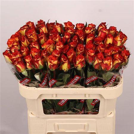 <h4>R Gr High & Magic</h4>