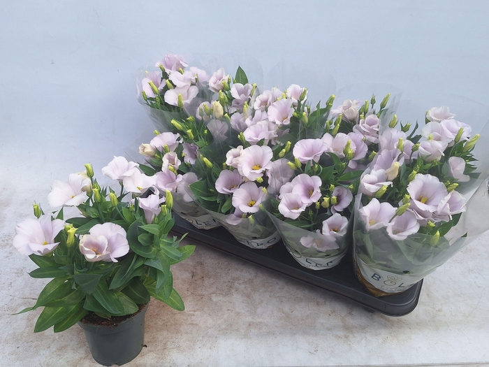 <h4>EUST CARMEN IVORY</h4>