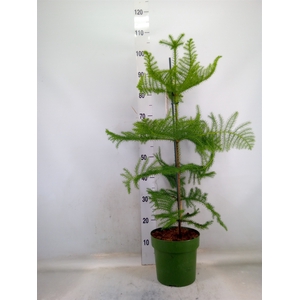 Araucaria heterophylla