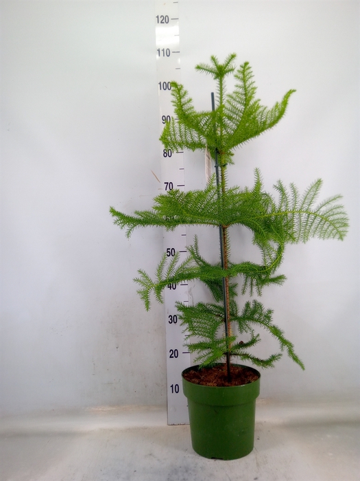 <h4>Araucaria heterophylla</h4>