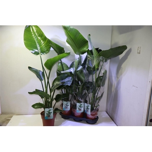 arr8 Strelitzia Nicolai