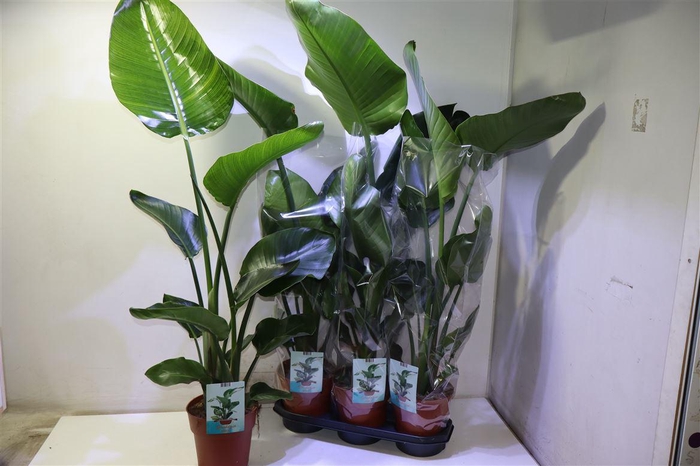 <h4>arr8 Strelitzia Nicolai</h4>