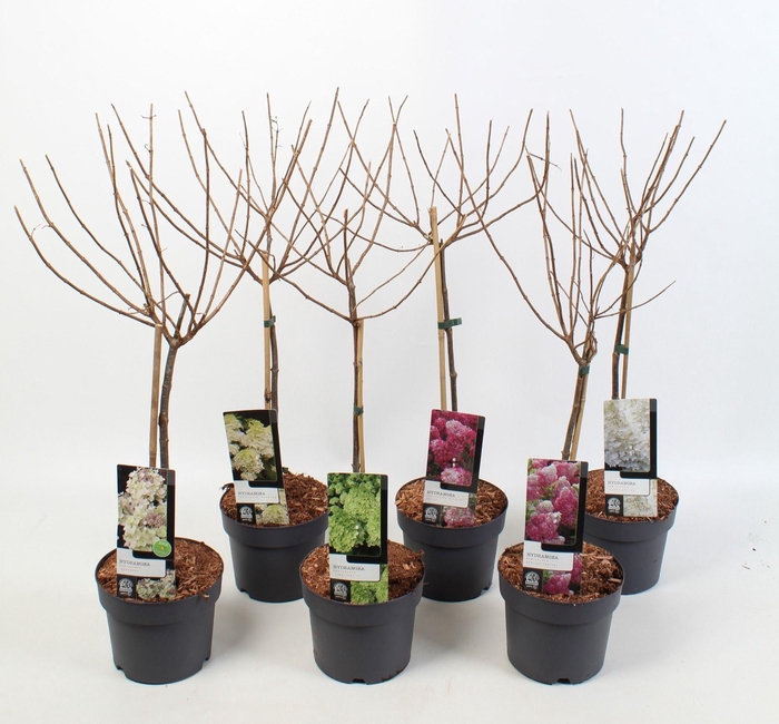 <h4>Hydrangea Paniculata mix op stam 19 cm</h4>