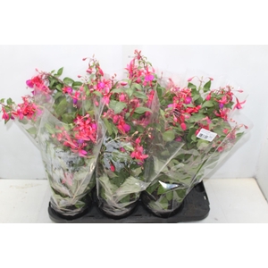 BRINCO DE PRINCESA P15