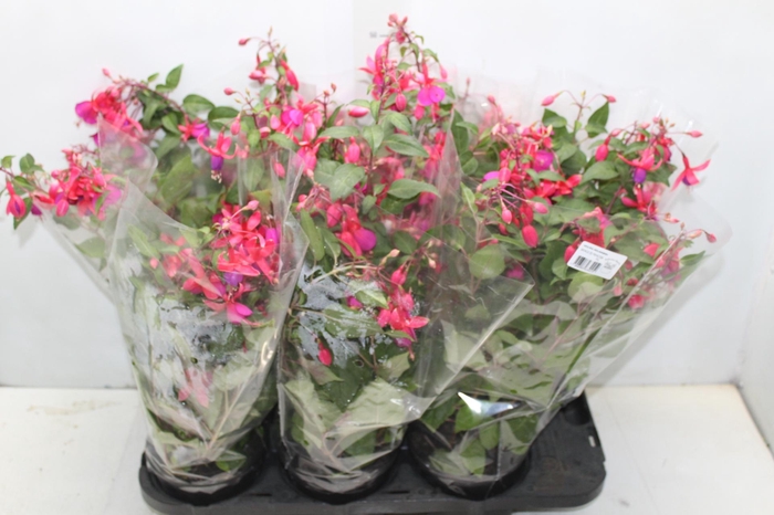 <h4>BRINCO DE PRINCESA P15</h4>