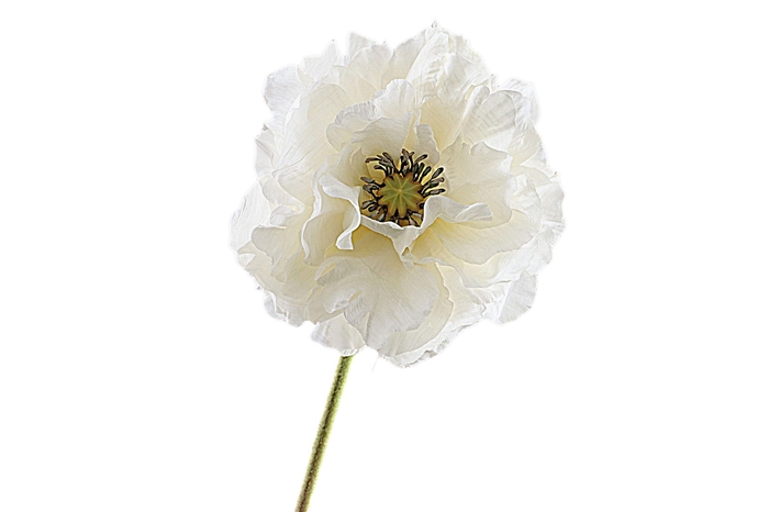 <h4>Papaver Double Cream</h4>