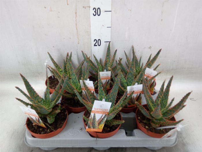 <h4>Aloe   ...</h4>