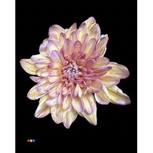 Chr T 2 Kl Baltica Butterfly